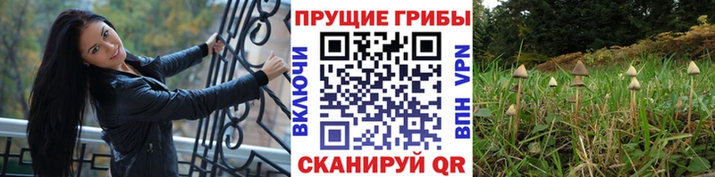 Псилоцибиновые грибы ЛСД Бийск